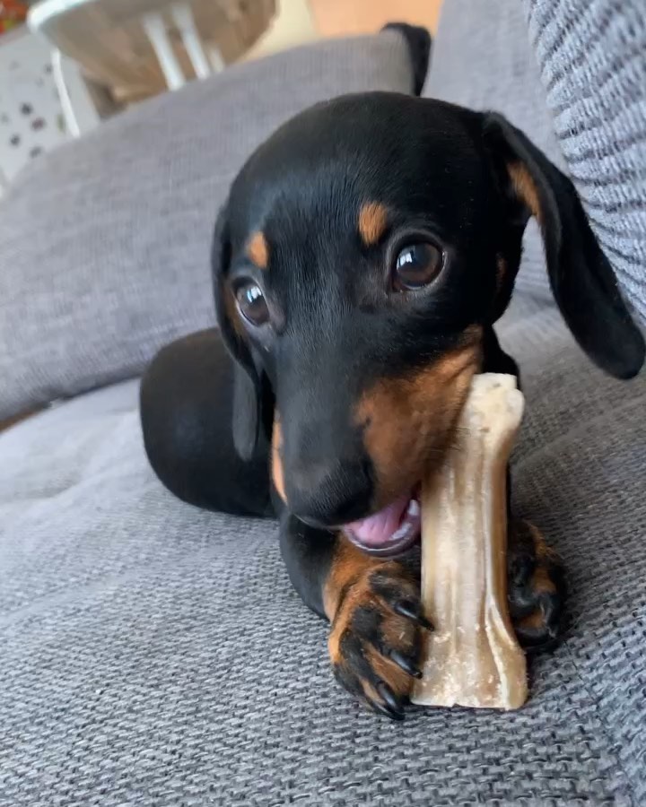 Bella1