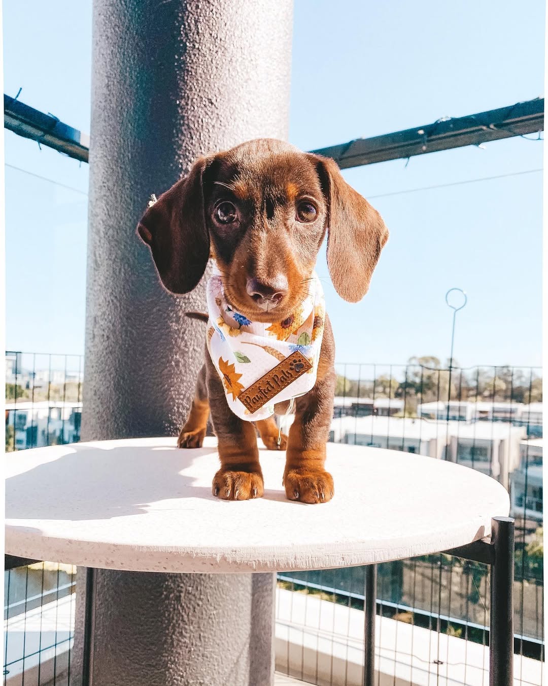 Frankie3